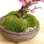  fragrance good flower popular plum red-blossomed plum tree .... bonsai Shigaraki . tea pot koubai..