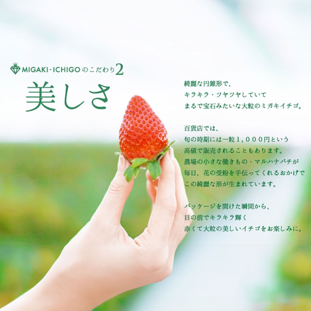 5 end of the month . now season end![ date designation possible ][migaki strawberry silver (. home for / large grain )2 pack 320g×2] strawberry direct delivery from producing area fresh Miyagi prefecture production hand earth production high class .. gift 