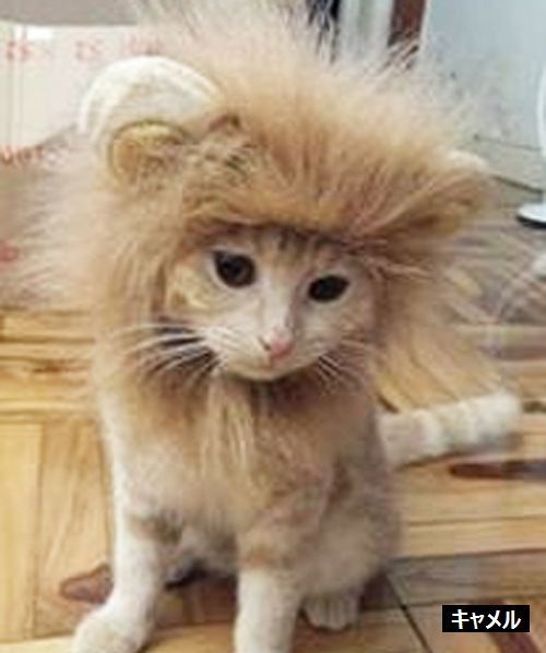 ペット用 コスプレ ライオン かぶり物 帽子 愛猫用 愛犬用 ライオンのかぶり物 たてがみ コスプレグッズ ペット用品 ネコ用品 イヌ用品 ねこちゃん 6orox14n おとりよせ Com 通販 Yahoo ショッピング