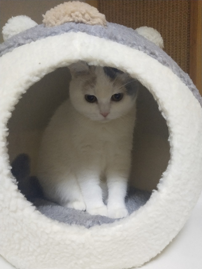 高質で安価 ペットハウス 小屋 室内用 ペット用品 ドーム型 丸い ベッド マット ドッグハウス キャットハウス 猫 小型犬 ボア 暖かい フグ 可愛い 防寒 ふ 高い素材 Www Muslimaidusa Org