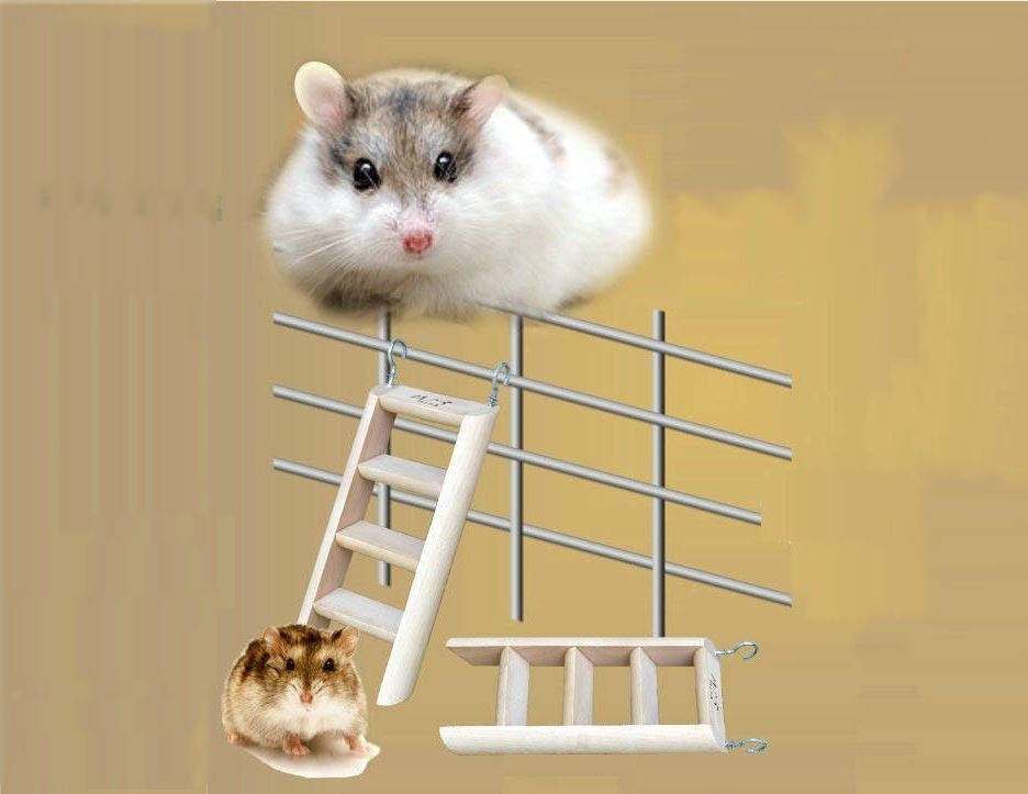 ハムスター用 はしご 階段 梯子 ハシゴ かじり木 かじれるハシゴ 齧り木 伸びすぎ防止 不正咬合予防 げっ歯類 小動物用品 ペットグッズ ゴールデン Pet おとりよせ Com 通販 Yahoo ショッピング