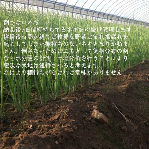  для бизнеса cut лук порей Fukuoka префектура производство 1kg