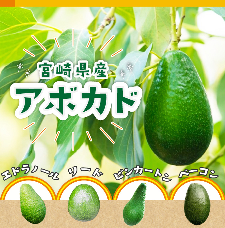 [11 month middle . about .. sequential shipping ][ free shipping ] Miyazaki production avocado [ bacon ]S~M size (200g~299g)×2 sphere entering [ domestic production avocado ][ domestic production fruit ][ fruit gift ]