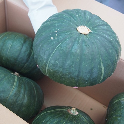  pesticide chemistry fertilizer un- use * Kagoshima prefecture production pumpkin (.....,...., glace,......, other )5kg[ limitation 50 box free shipping ]