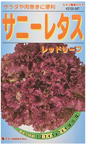 ka cat kind seedling gardening * kind KS100 series Sunny lettuce red leaf vegetable 100 547
