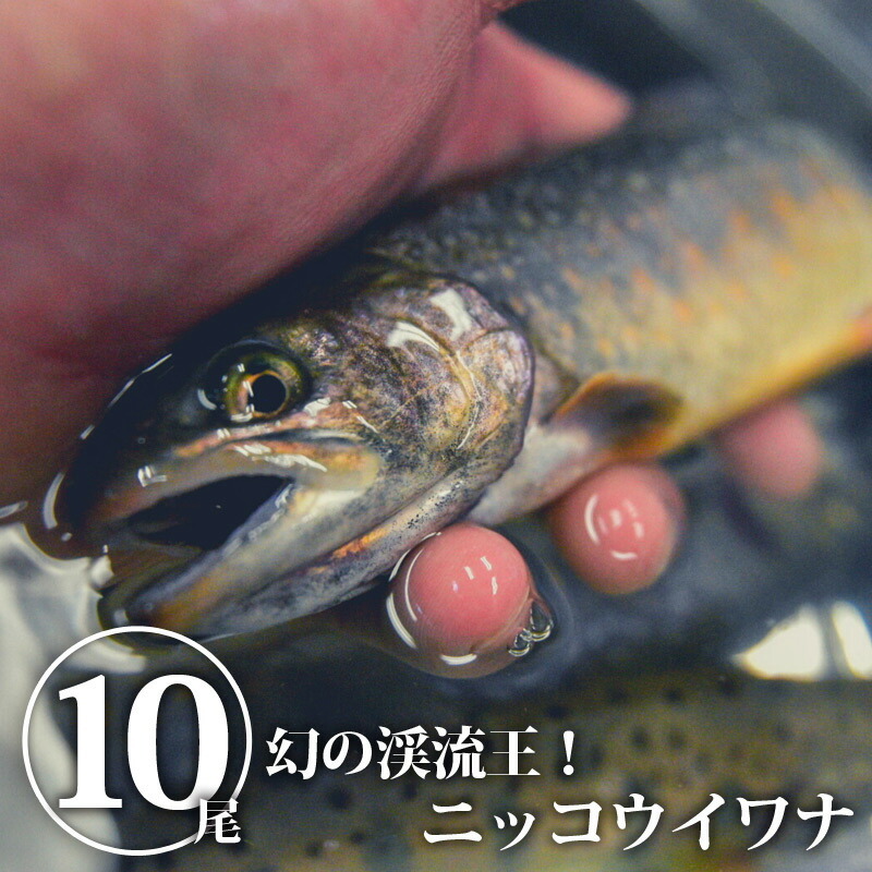 送料無料 幻の渓流王 ニッコウイワナ イワナ 岩魚 いわな 嘉魚 川魚 日本産 国産 栃木産 栃木県産 Ws 04 もんみや通販 通販 Yahoo ショッピング