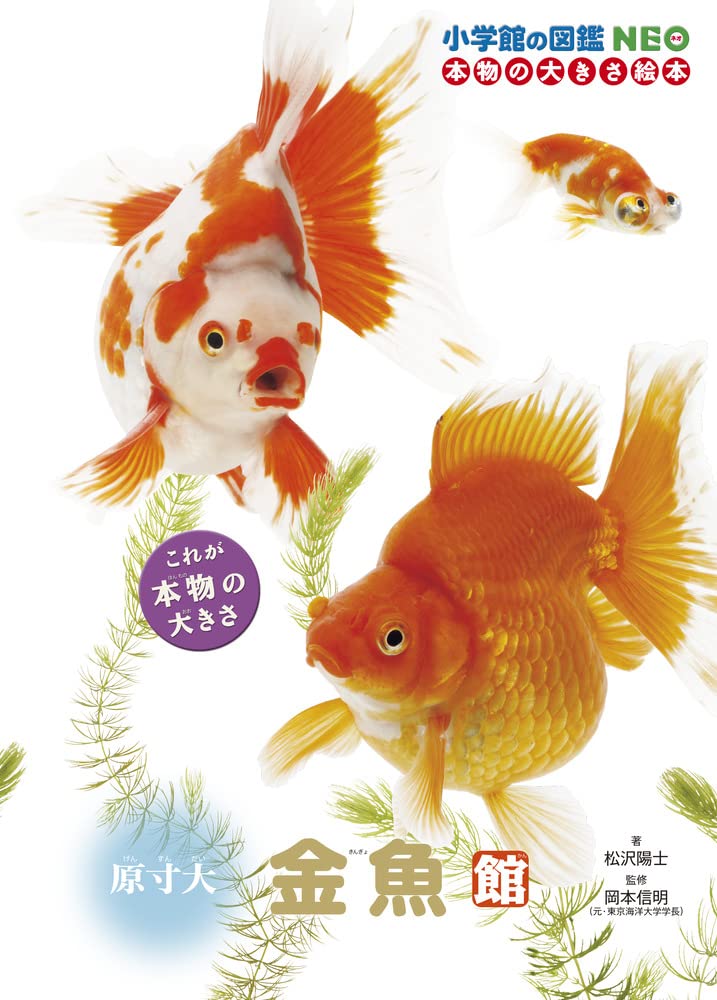 . size large goldfish pavilion ( Shogakukan Inc.. illustrated reference book NEO)