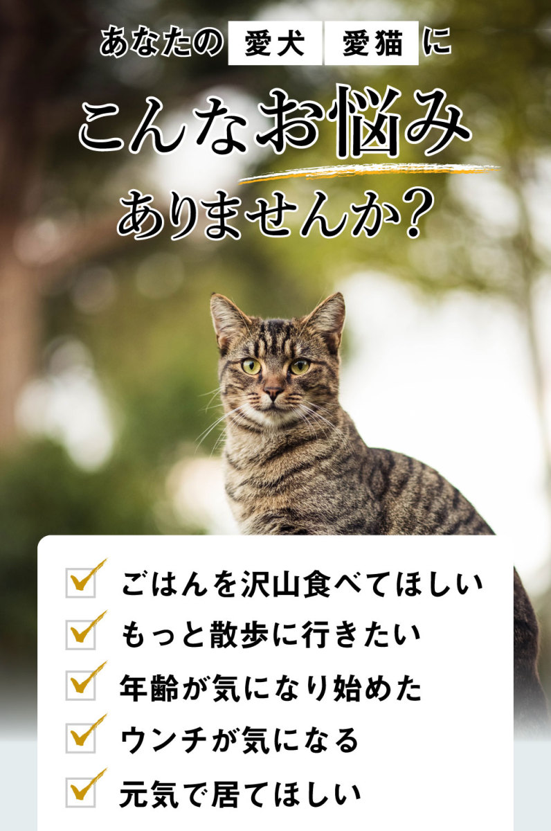  cat supplement cat supplement cat for pet exemption . power keeps up health maintenance ....sinia winter insect summer ... trial <ko Rudy Capsule > mail service free shipping 