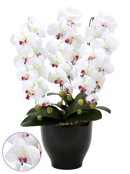  photocatalyst . butterfly orchid ( artificial flower. . butterfly orchid ) celebration also . butterfly orchid se lease W/AB,....* conditions attaching 