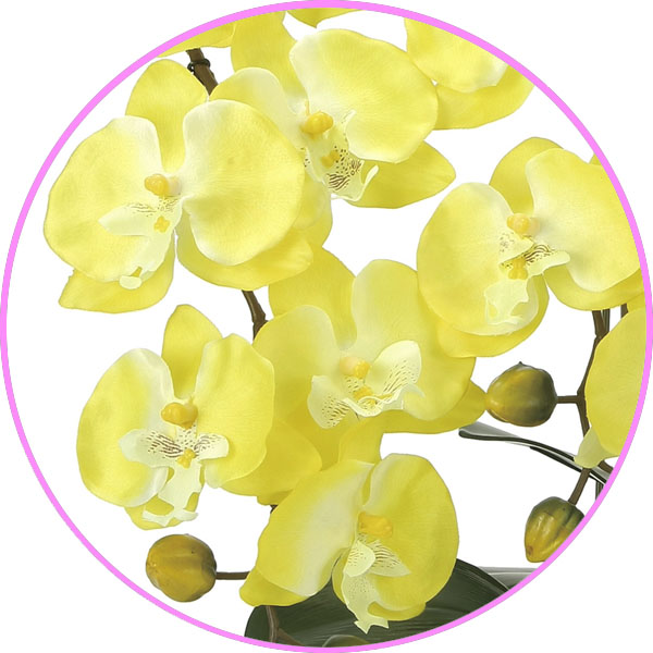  photocatalyst . butterfly orchid ( artificial flower. . butterfly orchid ) celebration also . butterfly orchid se lease Y,....* conditions attaching 