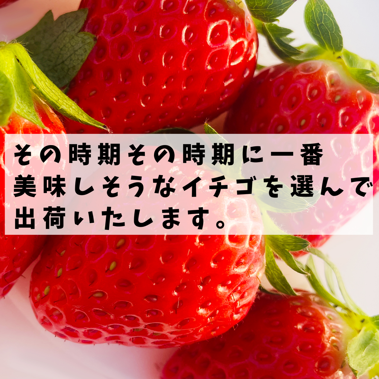  strawberry Shiga prefecture 1 box 2P entering [ free shipping ] this term sale end therefore 12 month .. shipping minute. reservation ..... - 