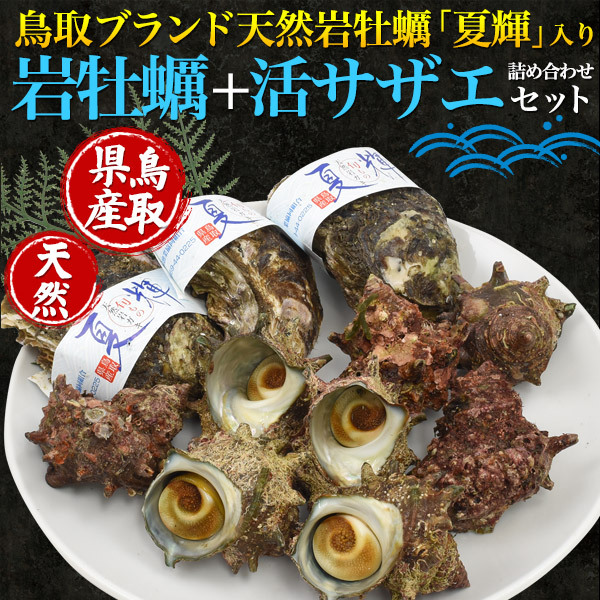  Tottori префектура производство натуральный скала ..+. Sazae всего 2kg натуральный устрица сырая устрица прямая поставка от производителя рефрижератор рейс ваш заказ гурман подарок на Bon Festival подарок 