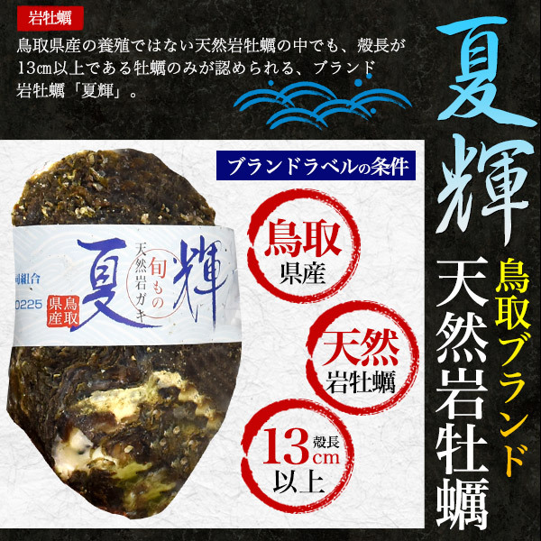  Tottori префектура производство натуральный скала ..+. Sazae всего 2kg натуральный устрица сырая устрица прямая поставка от производителя рефрижератор рейс ваш заказ гурман подарок на Bon Festival подарок 