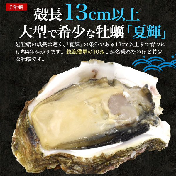  Tottori префектура производство натуральный скала ..+. Sazae всего 2kg натуральный устрица сырая устрица прямая поставка от производителя рефрижератор рейс ваш заказ гурман подарок на Bon Festival подарок 