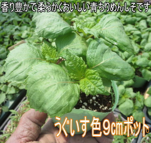  blue shiso blue .se since 9cm pot seedling blue crepe-de-chine ..