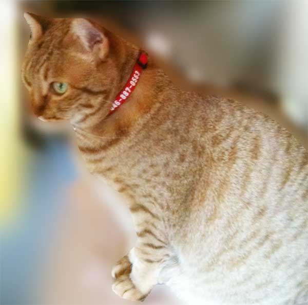 cat (..) Chan for identification tag also become necklace stripe pattern 