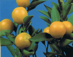 金柑　スウィートシュガー