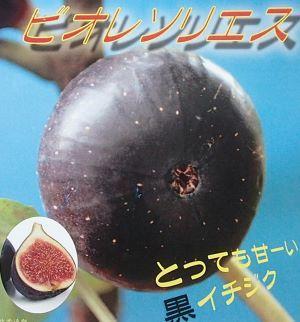 ブラッドオレンジ　モロー