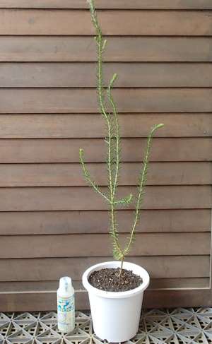  банк siaelisi four задний (hi-s банк sia) 5 размер растение в горшке 