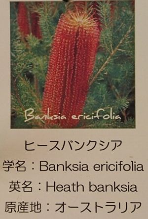  банк siaelisi four задний (hi-s банк sia) 5 размер растение в горшке 
