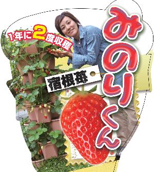 ゴールデンパパイヤ