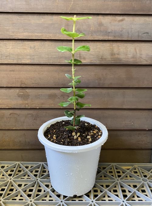 ohia ref a5 size potted plant ( red flower )