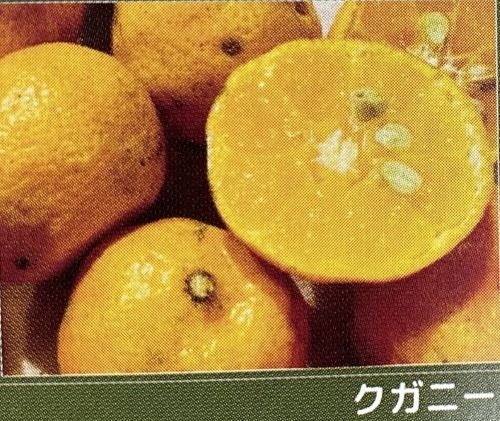 沖縄柑橘　クガニー