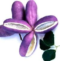 大実アケビ　紫水晶