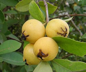 イエローストロベリーグアバ（黄実グアバ）