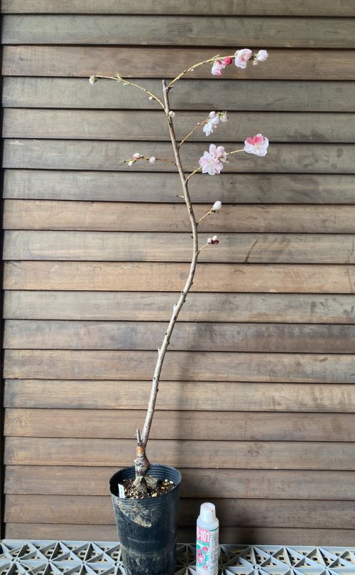  цветок персик саженец источник flat ... персик ( источник flat ветка сидэ . персик ): цветок персик - na Momo саженец рассада. ...