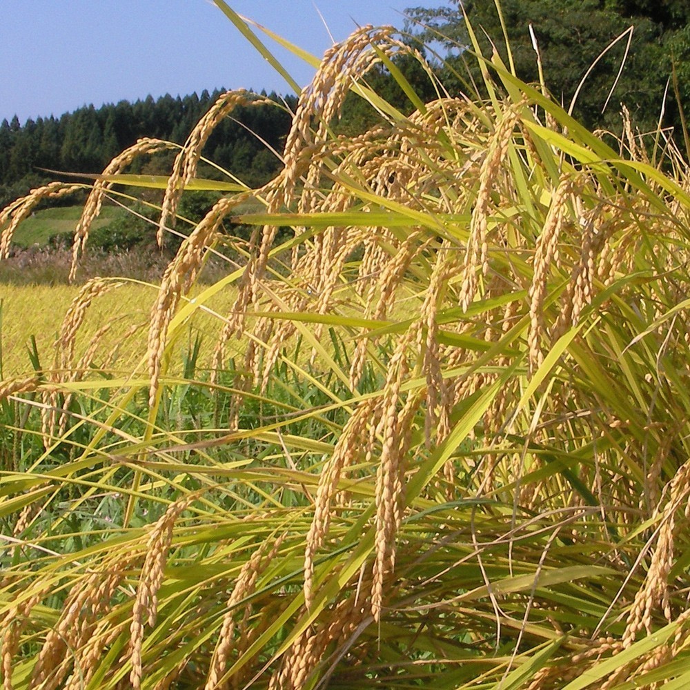  Niigata производство Koshihikari ( musenmai ) 300g(2.)+ QUO card 1000 иен 50 позиций комплект маленький подарок . подарок Golf соревнования. подарок, переезд. приветствие 