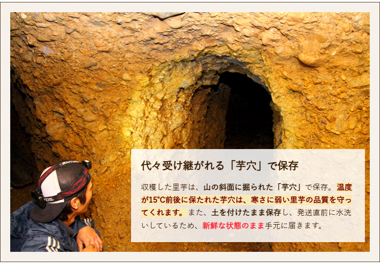  Niigata префектура производство таро 2kg/..../.... дом / бесплатная доставка 