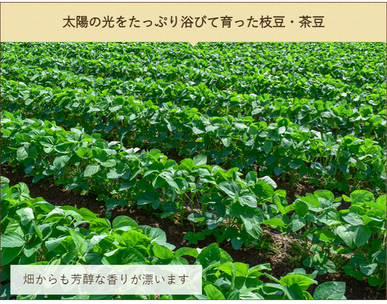  Niigata префектура производство ветка бобы 1kg(250g×4 пакет )/JA... сверху . есть ... ./ бесплатная доставка 