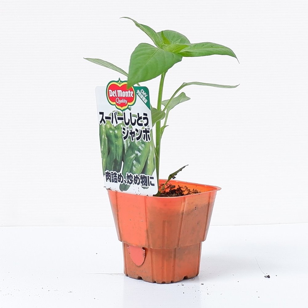  Dell monte [ super зеленый перец шишито jumbo ]. рассада 9cm pot [4 месяц средний .~5 месяц сверху . отправка минут предварительный заказ ]