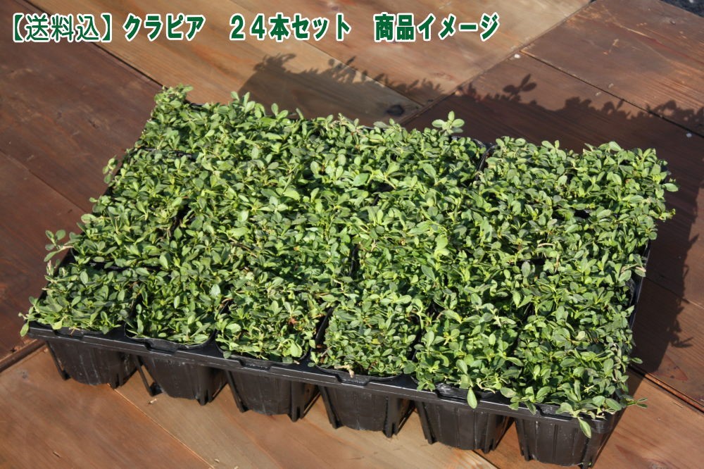 [ flower. tane present middle (N)][ including carriage ]iwadare saw improvement kind [kla Piaa K7(24 pcs set )]( flower color : white )9cm pot seedling 