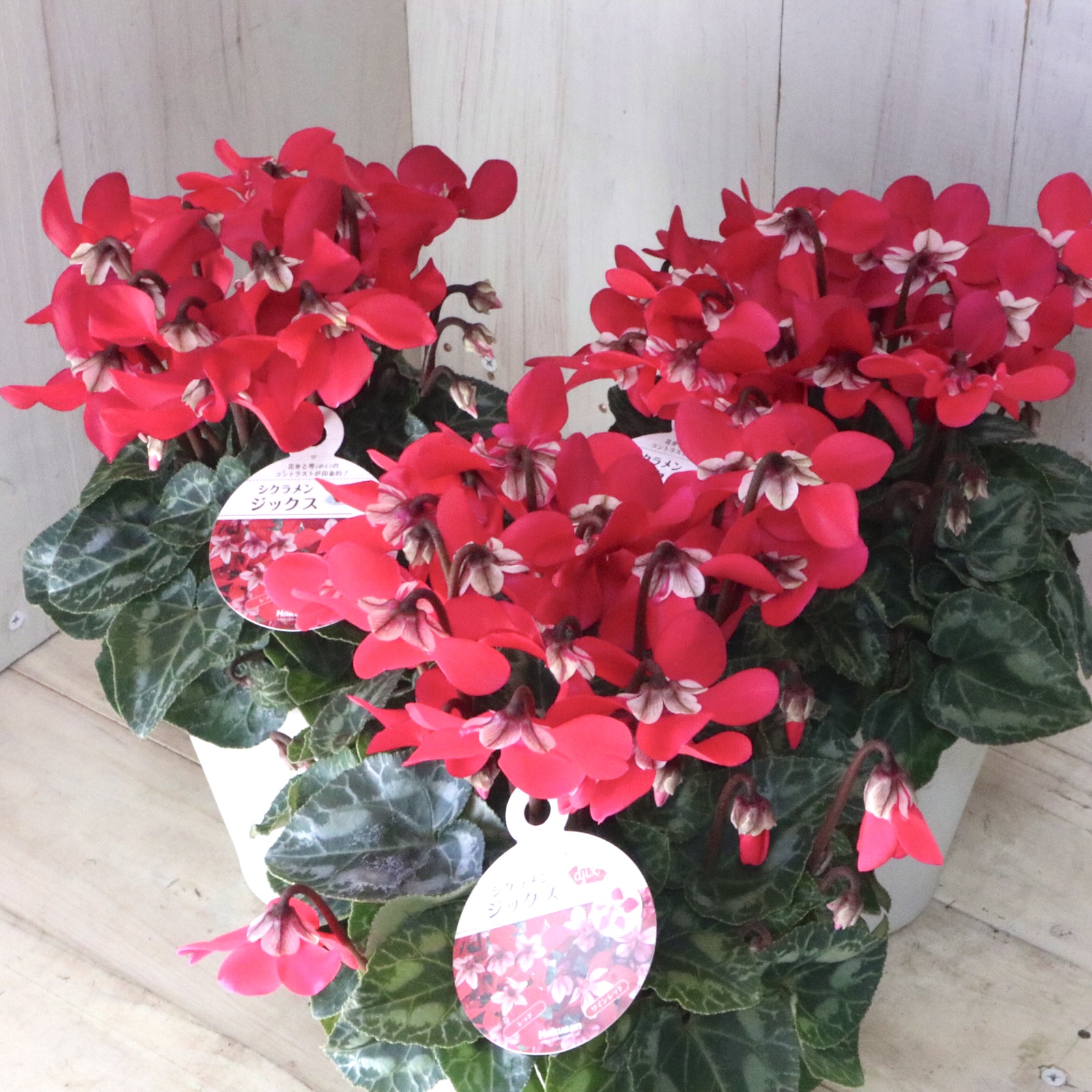  cyclamen persicum jiks garden cyclamen persicum red 1 pot 