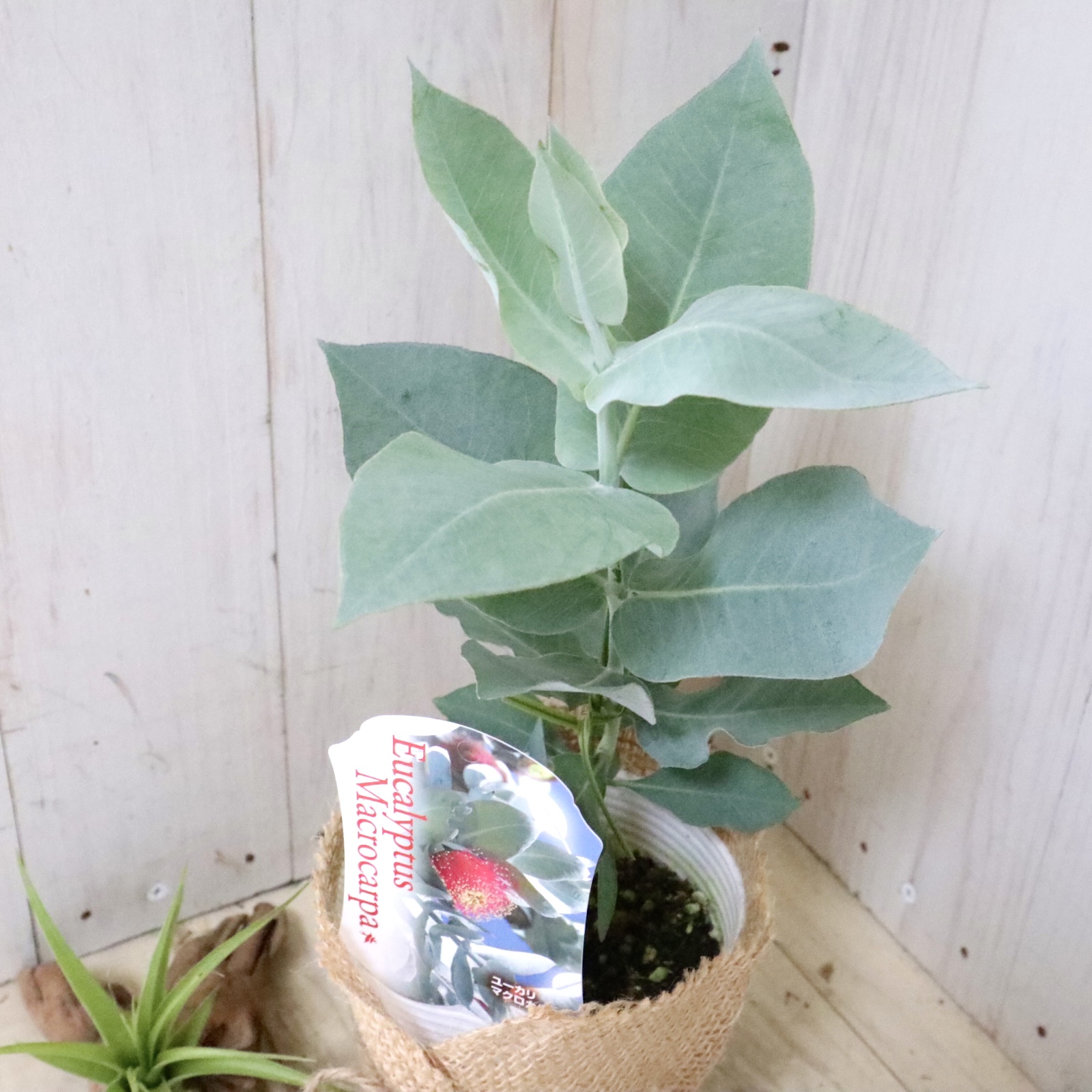  eucalyptus macro karupa silver leaf symbol tree 