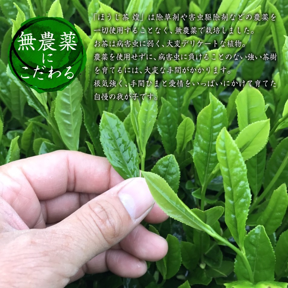  premium hojicha Kirameki ( прекрасное платье ..) чайный пакетик 8. входить ×2 пакет комплект ( пестициды не использование иметь машина удобрение культивирование ..... большой .. сырой Blend новый чай один зеленый чай низкого сорта )