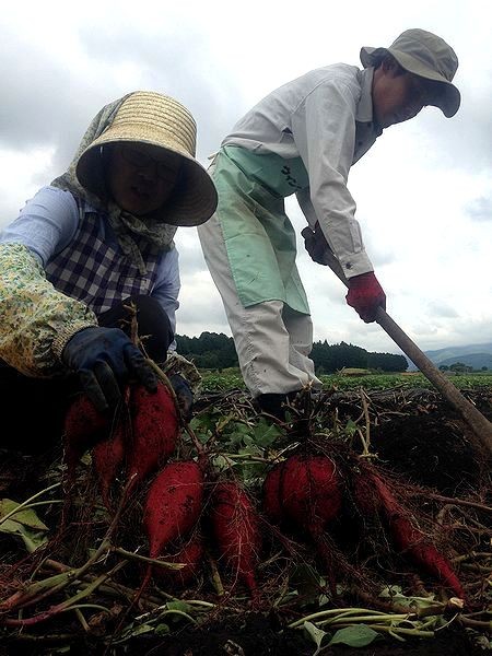 . is ..10kg Kumamoto prefecture production size un- selection another postage extra /. castle block west . san. Satsuma corm 