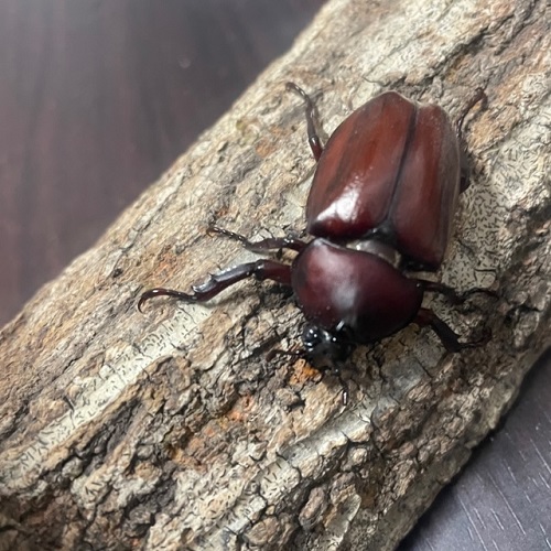  rhinoceros beetle domestic production pair size free classification 60Y