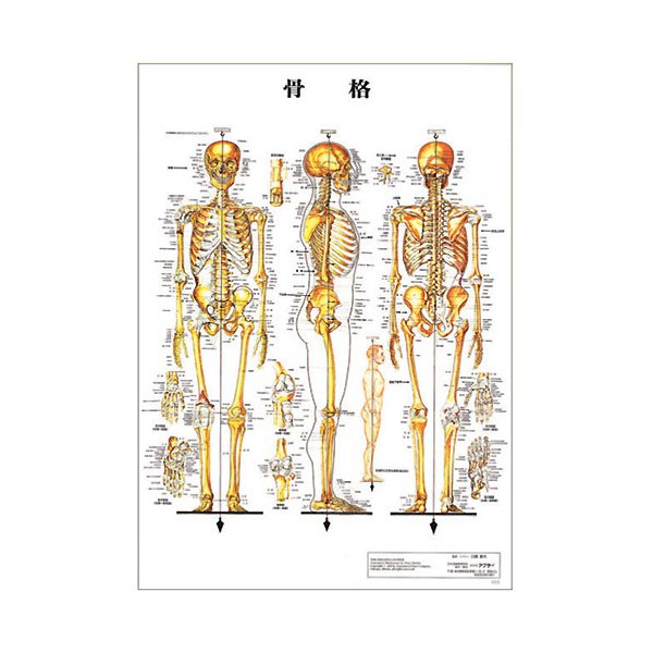 .. desk size plastic version ( poster ) human body chart medicine chart human body poster human body anatomy map human body map integer body supplies 