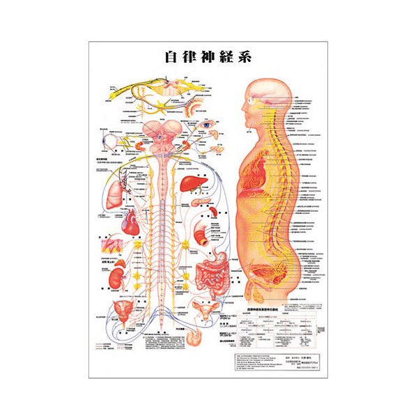  self law nerve series desk size plastic version ( poster ) human body chart medicine chart human body poster human body anatomy map human body map integer body supplies 
