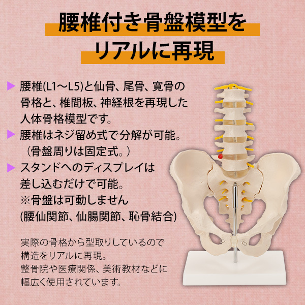  human body model .. model 7 well ne pelvis small of the back . model the truth thing large indirect model .. specimen . model skeleton model person . model .. human body model hyu- man Skull skeleton 