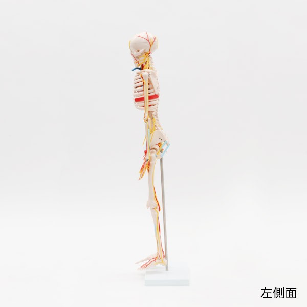  human body model .. model 7 well ne whole body .. model 1/2 size height 85cm main moving .* quiet .* nerve attaching indirect model .. specimen . model skeleton model person . model ..