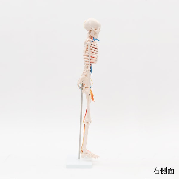  human body model .. model 7 well ne whole body .. model 1/2 size height 85cm main moving .* quiet .* nerve attaching indirect model .. specimen . model skeleton model person . model ..
