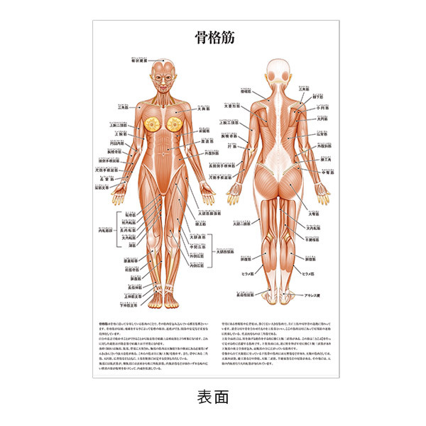  poster ... head /. part. muscle A3 size both sides printing laminate processing human body chart medicine chart human body poster human body anatomy map human body map 