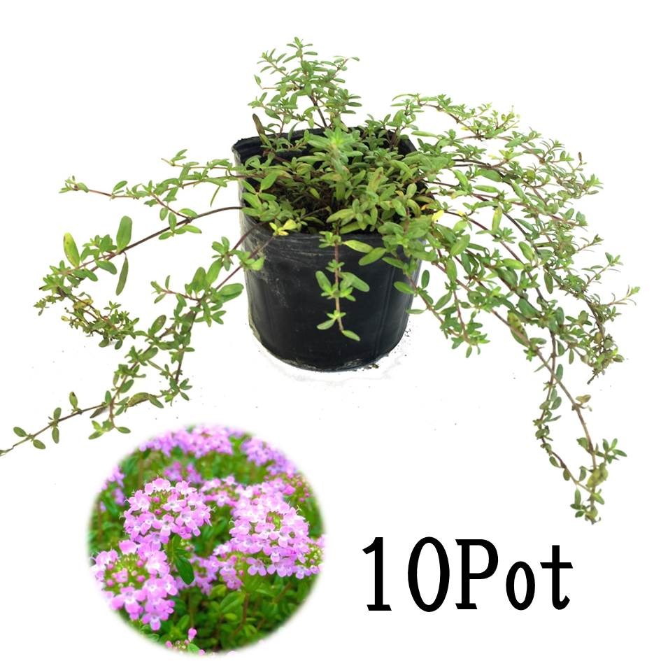 k Lee pin g time ( long gikau squirrel )10Pot set * herb seedling .. measures evergreen pink flower ground cover ( free shipping )