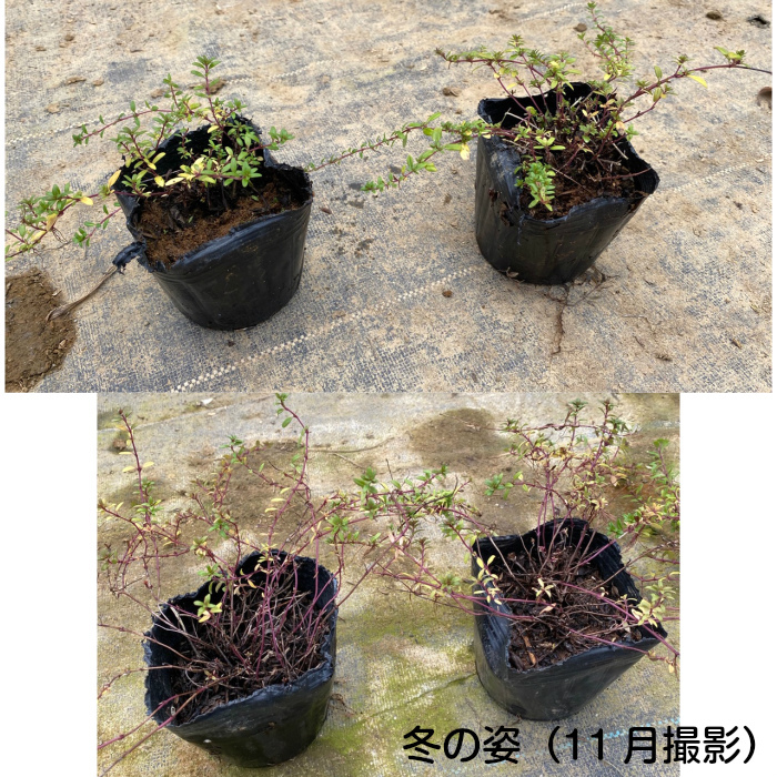 k Lee pin g time ( long gikau squirrel )40Pot set * herb seedling .. measures evergreen pink flower ground cover ( free shipping )