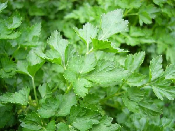  italian parsley ( herb seedling )