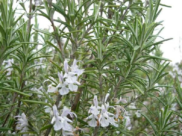  rosemary * white ( herb seedling )